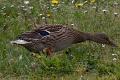Canard colvert Femelle